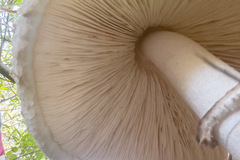 Chlorophyllum nothorhacodes