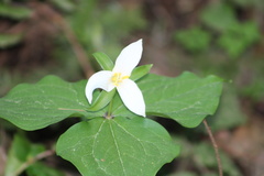 Callipetalon