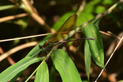 Archineura incarnata