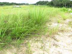 Indigofera trifoliata glandulifera