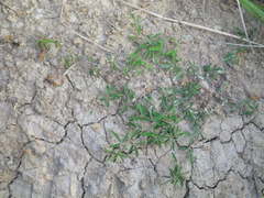 Indigofera trifoliata glandulifera