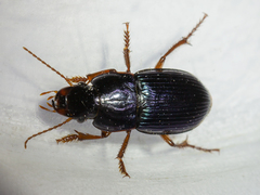 Harpalus rubripes