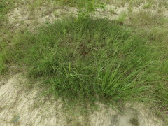 Indigofera trifoliata glandulifera
