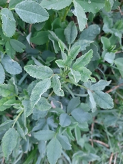 Melilotus altissimus