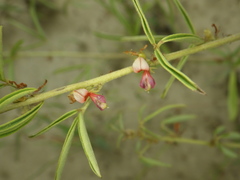 Indigofera trifoliata glandulifera