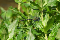 Asiagomphus pacificus