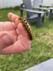 Lophocampa argentata