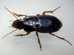Harpalus rubripes