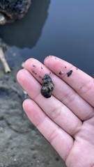 Cominella glandiformis