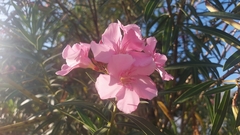 Nerium oleander