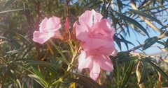 Nerium oleander