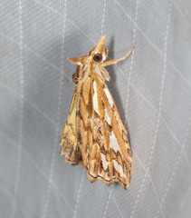 Meyrickella torquesauria