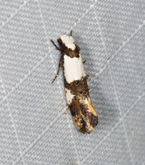 Monopis meliorella