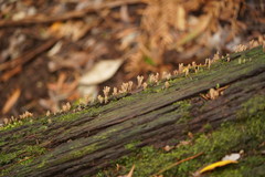 Artomyces austropiperatus