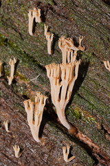 Artomyces austropiperatus