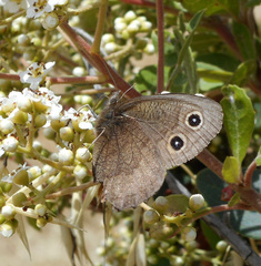 Cercyonis pegala boopis
