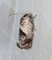 Eupselia carpocapsella