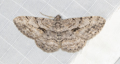 Psilalcis isombra