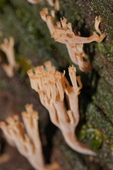 Artomyces austropiperatus