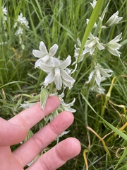 Ornithogalum boucheanum