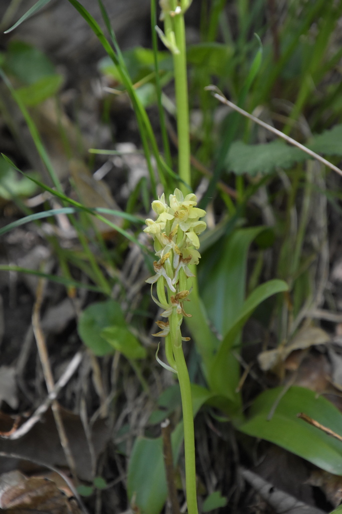 Orchis pallens