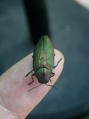 Buprestis adjecta