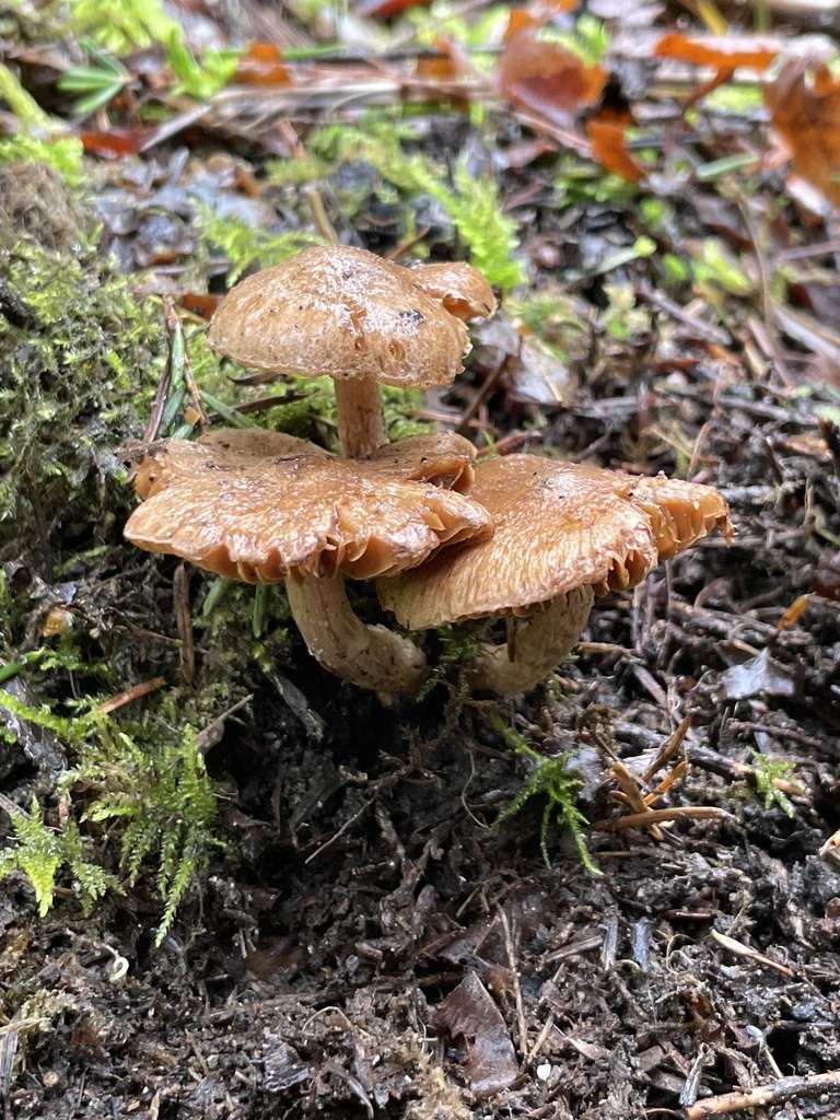 Cinnamon Fiberhead from Waite Mill Rd, Granite Falls, WA, US on May 03 ...