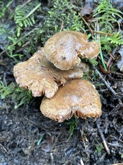 Inocybe cinnamomea