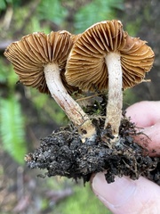 Inocybe cinnamomea