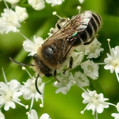 Anthophila