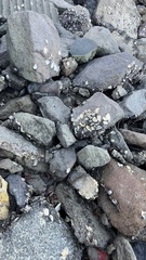 Saccostrea glomerata