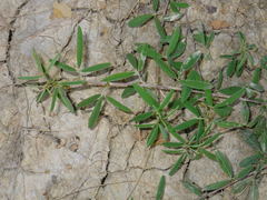 Indigofera trifoliata glandulifera