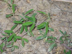 Indigofera trifoliata glandulifera