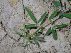 Indigofera trifoliata glandulifera