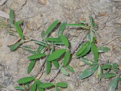 Indigofera trifoliata glandulifera