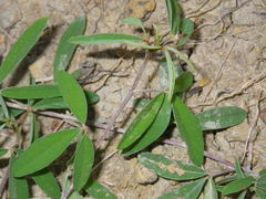 Indigofera trifoliata glandulifera