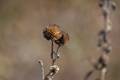 Grindelia adenodonta