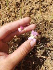 Linaria maroccana