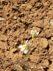 Linaria maroccana