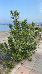 Nerium oleander