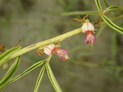 Indigofera trifoliata glandulifera