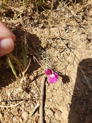 Linaria maroccana