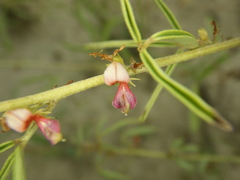 Indigofera trifoliata glandulifera