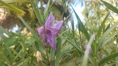 Ruellia simplex