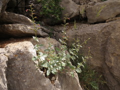 Scrophularia libanotica