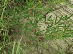 Indigofera trifoliata glandulifera