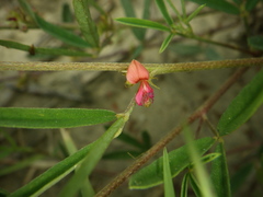 Indigofera trifoliata glandulifera