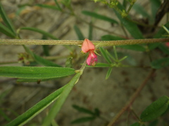 Indigofera trifoliata glandulifera