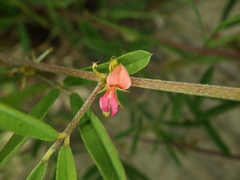 Indigofera trifoliata glandulifera