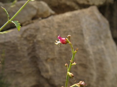 Scrophularia libanotica
